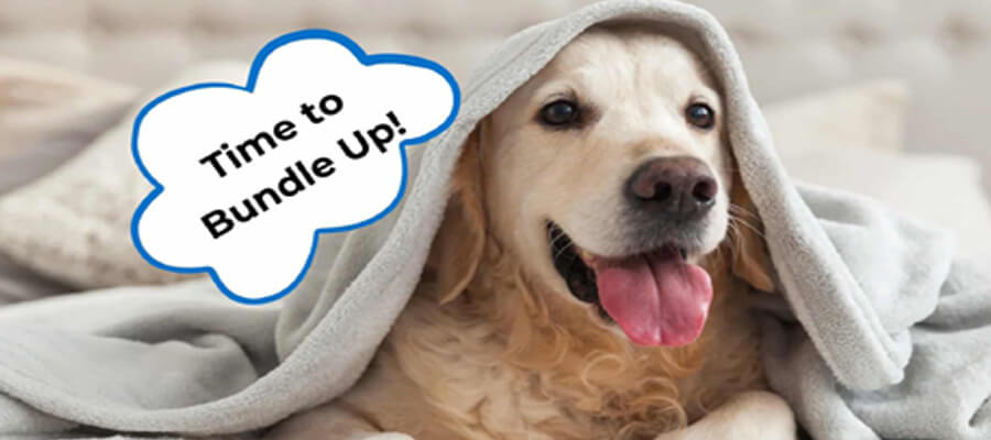 Winter Safety Tips for Dog Owners: Keep Your Pup Warm